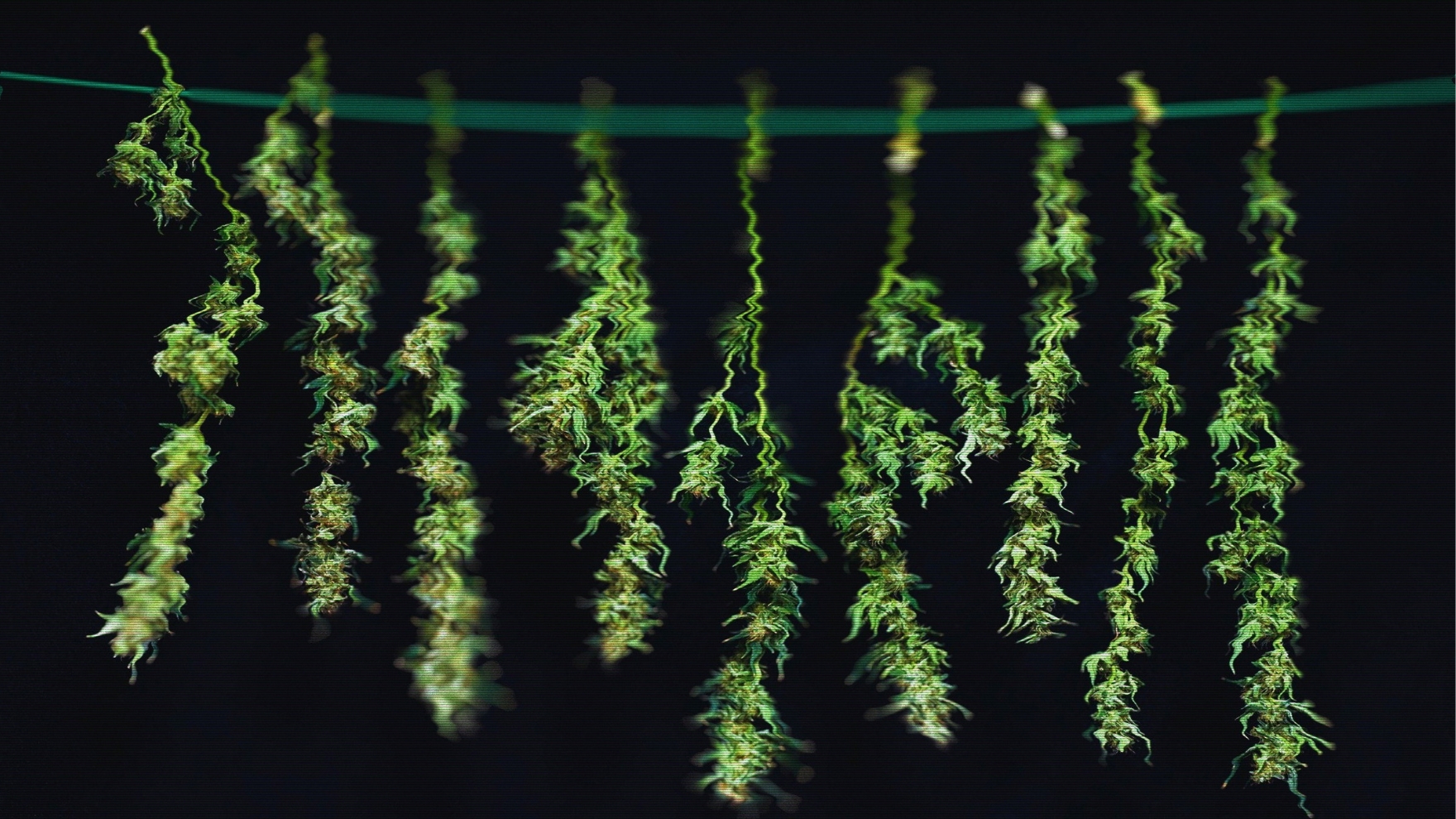 Hashish 6g Bag's (Assorted)