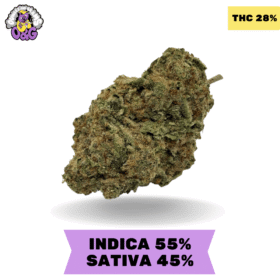 LSD Cannabis strain AAA+