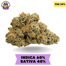 Animal Sherbet AAAA+