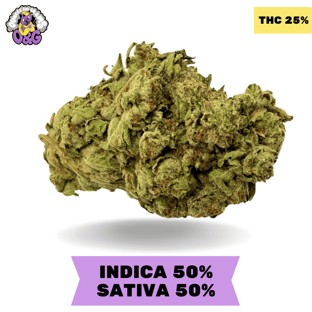 Cream Puff AAA Cream Puff AAA